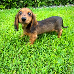 Male Long Hair Mini Dachshund Puppy For sale in Orlando and Central Florida at Breeder's Pick