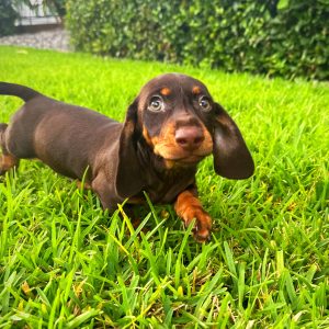Male Mini Dachshund Puppy For sale in Orlando and Central Florida at Breeder's Pick