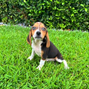Male Beagle Puppy For sale in Orlando and Central Florida at Breeder's Pick