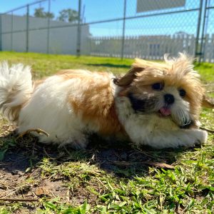 Male Shih Tzu Puppy For sale in Orlando and Central Florida at Breeder's Pick