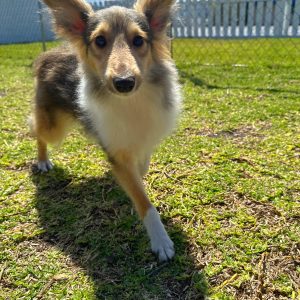Female Sheltie Puppy For sale in Orlando and Central Florida at Breeder's Pick