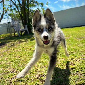 Female Pomsky Puppy For sale in Orlando and Central Florida at Breeder's Pick