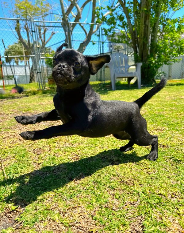 Female Puggle Puppy For sale in Orlando and Central Florida at Breeder's Pick