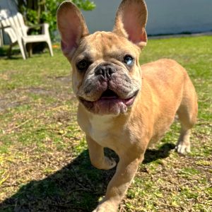 Male French Bulldog Puppy For sale in Orlando and Central Florida at Breeder's Pick