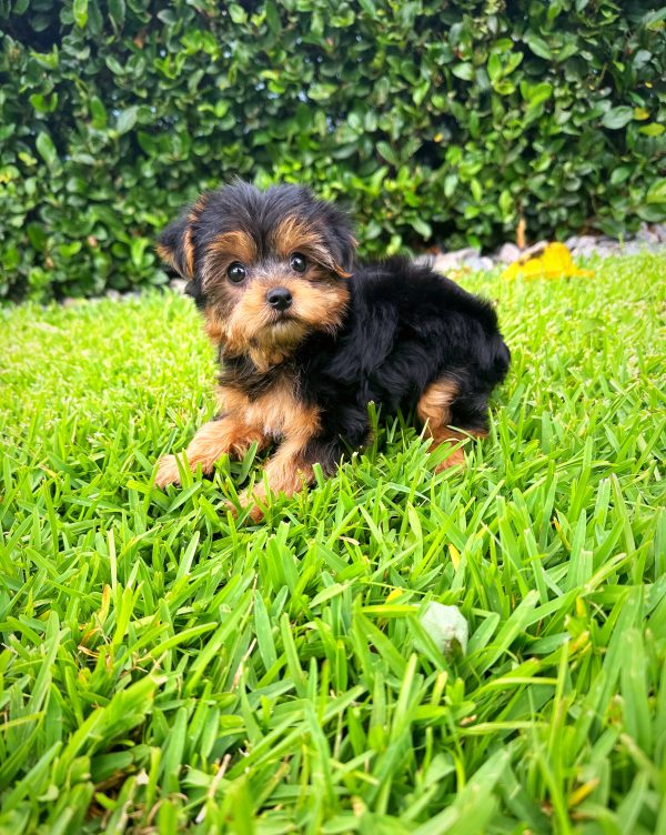 Female Yorkie Puppy For sale in Orlando and Central Florida at Breeder's Pick