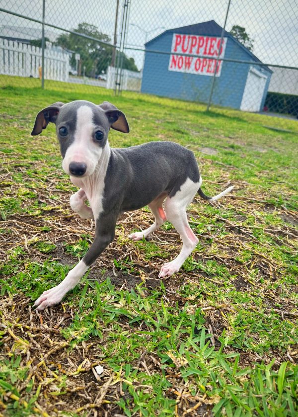 Female Italian Greyhound Puppy For sale in Orlando and Central Florida at Breeder's Pick
