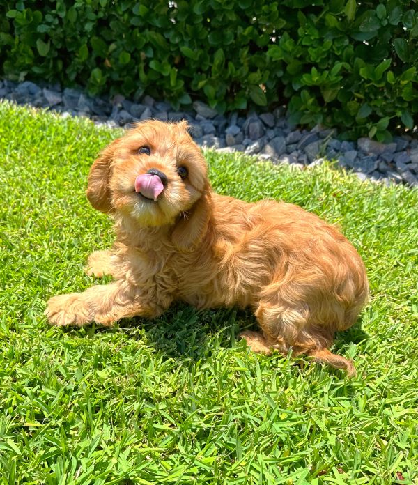 Male Cavachon Puppy For sale in Orlando and Central Florida at Breeder's Pick