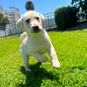 Male Labrador Retriever Puppy For sale in Orlando and Central Florida at Breeder's Pick