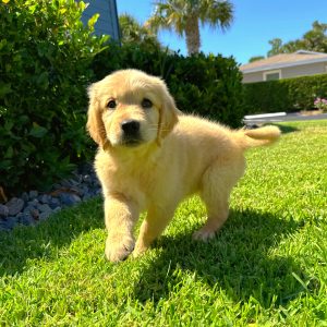 Female Golden Retriever Puppy For sale in Orlando and Central Florida at Breeder's Pick