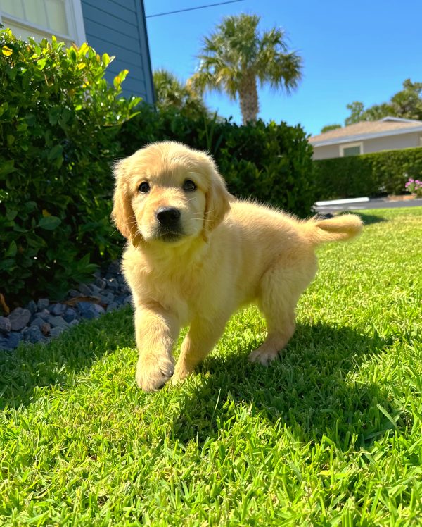 Female Golden Retriever Puppy For sale in Orlando and Central Florida at Breeder's Pick