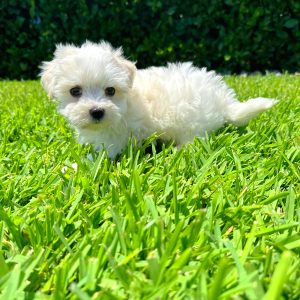 Male Maltese Puppy For sale in Orlando and Central Florida at Breeder's Pick