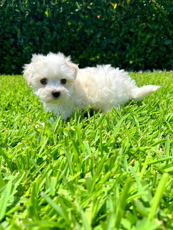 Male Maltese Puppy For sale in Orlando and Central Florida at Breeder's Pick