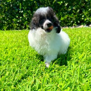 Female Poodle Puppy For sale in Orlando and Central Florida at Breeder's Pick