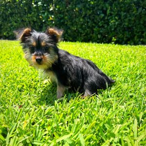 Female Silky Terrier Puppy For sale in Orlando and Central Florida at Breeder's Pick