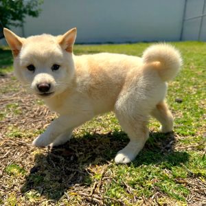 Female Shiba Inu Puppy For sale in Orlando and Central Florida at Breeder's Pick