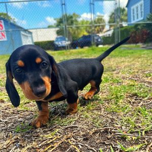 Male Mini Dachshund Puppy For sale in Orlando and Central Florida at Breeder's Pick
