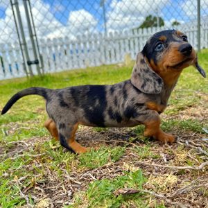 Female Mini Dachshund Puppy For sale in Orlando and Central Florida at Breeder's Pick