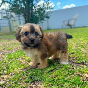 Female Yorkiepoo Puppy For sale in Orlando and Central Florida at Breeder's Pick