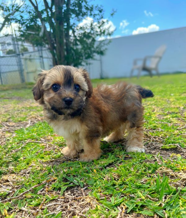 Female Yorkiepoo Puppy For sale in Orlando and Central Florida at Breeder's Pick