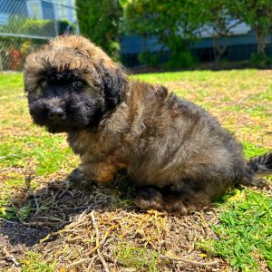 Female Mini Whoodle Puppy For sale in Orlando and Central Florida at Breeder's Pick