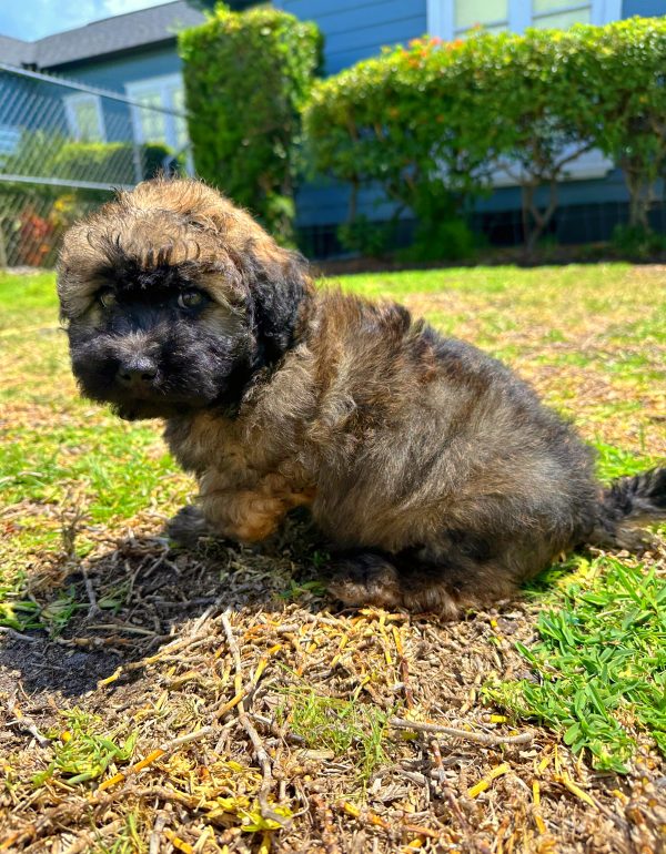 Female Mini Whoodle Puppy For sale in Orlando and Central Florida at Breeder's Pick