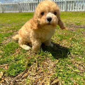 Female Cavapoo Puppy For sale in Orlando and Central Florida at Breeder's Pick