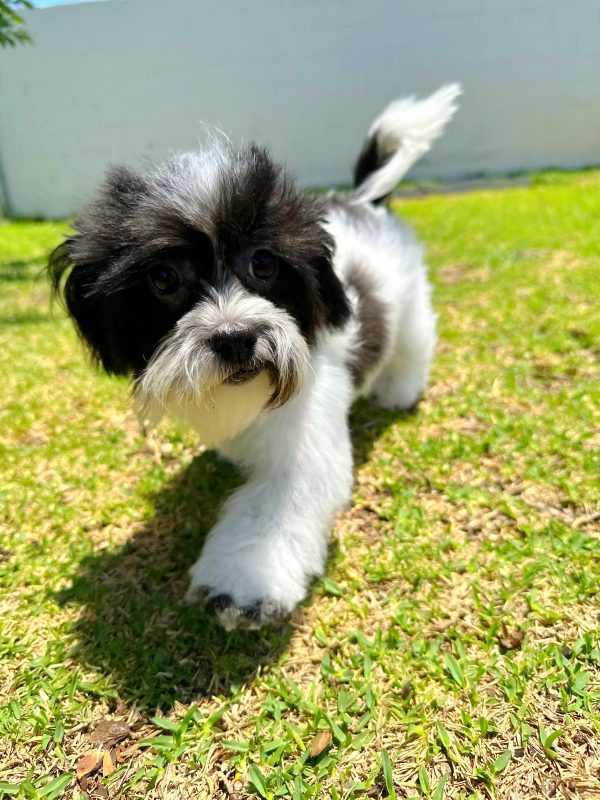 Female Teddy Bear Puppy For sale in Orlando and Central Florida at Breeder's Pick