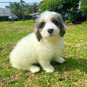 Male Mini Bernedoodle Puppy For sale in Orlando and Central Florida at Breeder's Pick