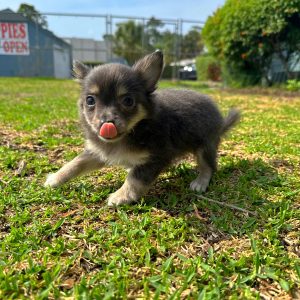 Female Long Hair Chihuahua Puppy For sale in Orlando and Central Florida at Breeder's Pick