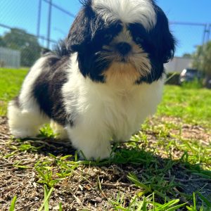 Female Shih Tzu Puppy For sale in Orlando and Central Florida at Breeder's Pick