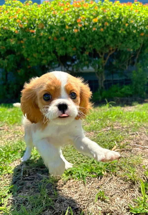 Male Cavalier Puppy For sale in Orlando and Central Florida at Breeder's Pick