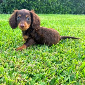 long hair dachshund puppy for sale