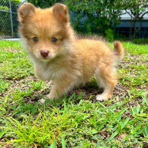 Female Pomeranian Puppy For sale in Orlando and Central Florida at Breeder's Pick