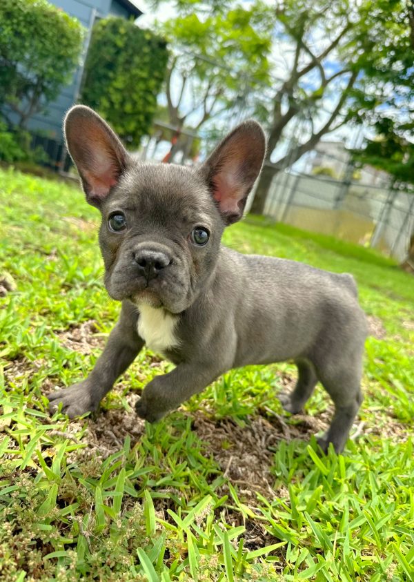Female French Bulldog Puppy For sale in Orlando and Central Florida at Breeder's Pick