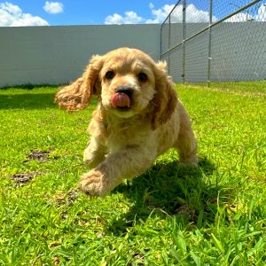 Female Cocker Spaniel Puppy For sale in Orlando and Central Florida at Breeder's Pick