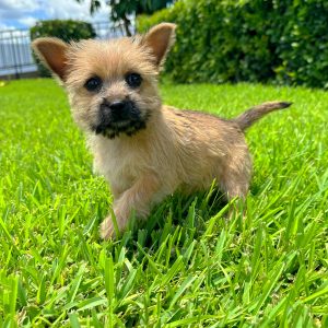 Female Cairn Terrier Puppy For sale in Orlando and Central Florida at Breeder's Pick
