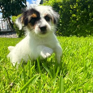Female Wire Hair Jack Russell Puppy For sale in Orlando and Central Florida at Breeder's Pick
