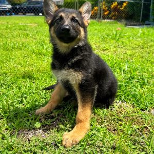 Female German Shepherd Puppy For sale in Orlando and Central Florida at Breeder's Pick