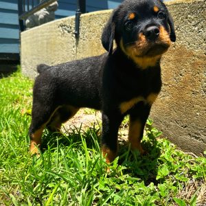 Male Rottweiler Puppy For sale in Orlando and Central Florida at Breeder's Pick