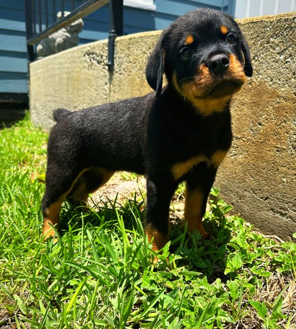 Male Rottweiler Puppy For sale in Orlando and Central Florida at Breeder's Pick