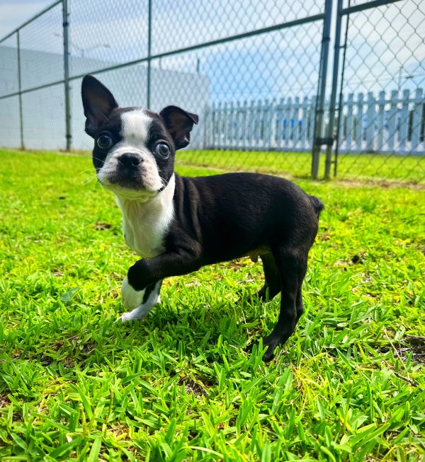 Male Boston Terrier Puppy For sale in Orlando and Central Florida at Breeder's Pick