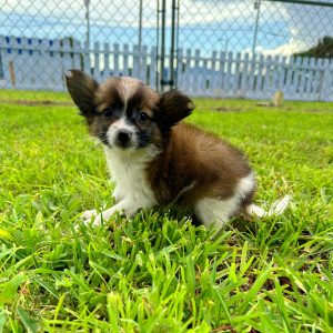 Female Papillon Puppy For sale in Orlando and Central Florida at Breeder's Pick