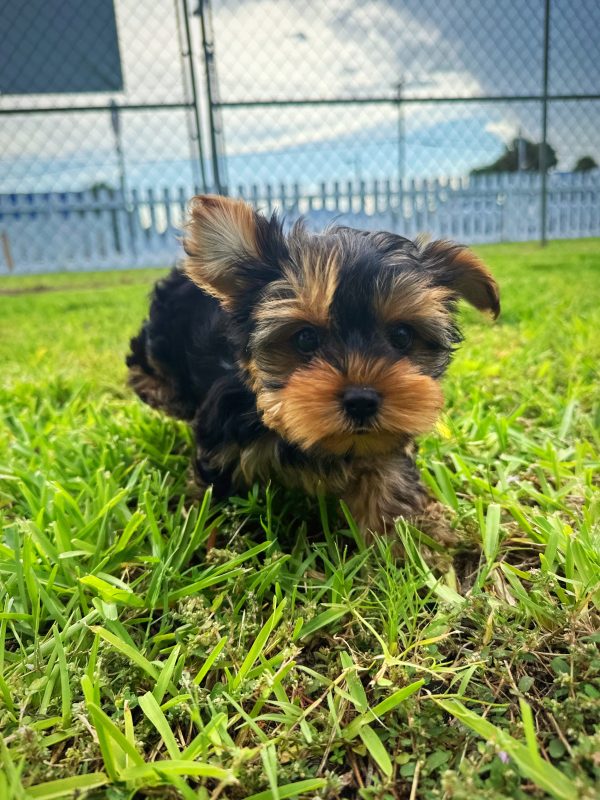 Female Yorkie Puppy For sale in Orlando and Central Florida at Breeder's Pick